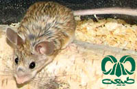 گونه همستر دم‌ دراز البرزی Calomyscus elburzensis